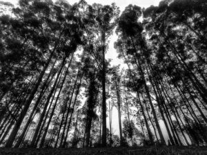 Waldbild in s/w